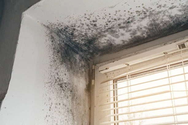 Affordable Attic Mold Removal solutions in Hertford, NC